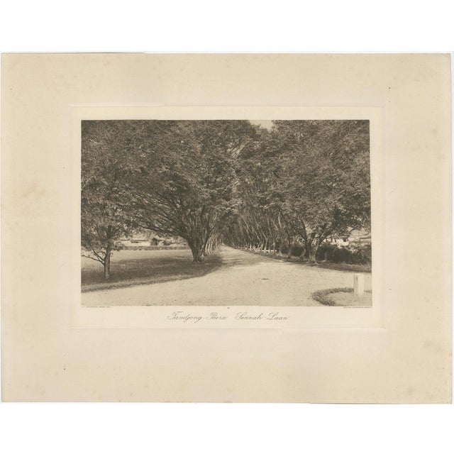 Avenue of Trees, 1890s, Paper For Sale
