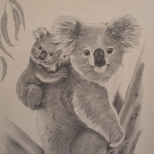Vintage Wildlife Picture Trio, Australian Interest, Framed Prints, Animal Art For Sale - Image 10 of 12