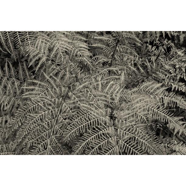 Silver Ferns by Stuart Möller Close up view of an area of ferns. 2012 Archival Pigment Print signed and numbered by the...