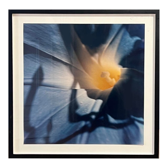 1970s Morning Glory Photography Series 2 of 7 For Sale