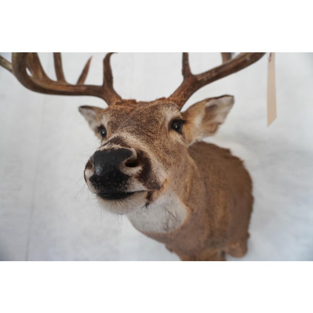 White Tail Deer Head & Shoulder Mount For Sale - Image 9 of 18