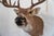 White Tail Deer Head & Shoulder Mount For Sale - Image 9 of 18