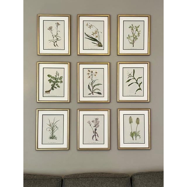 1950s Framed Vintage Botanical Set of 9- Authentic 1953 Wild Flower Prints For Sale - Image 5 of 6