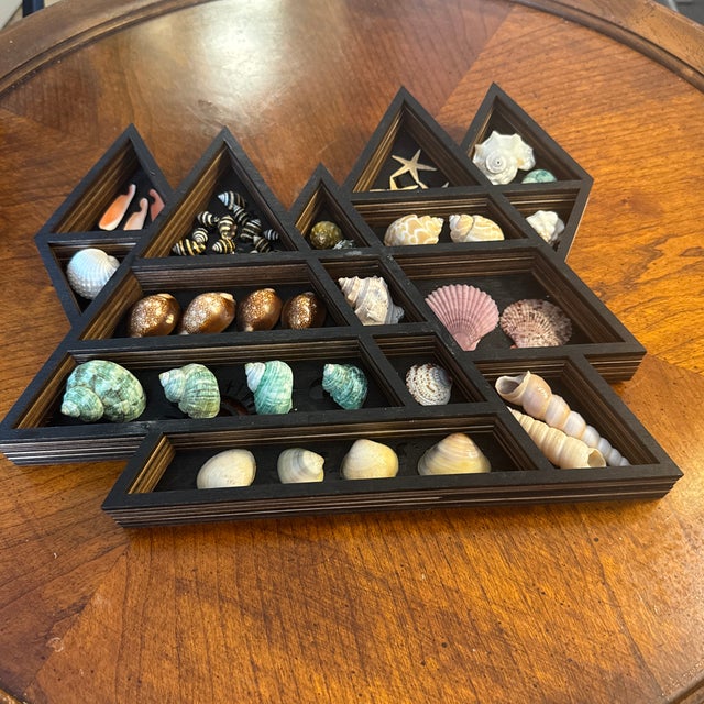 A striking triangular wooden display case showcasing a curated collection of colorful natural seashells. Designed for both...