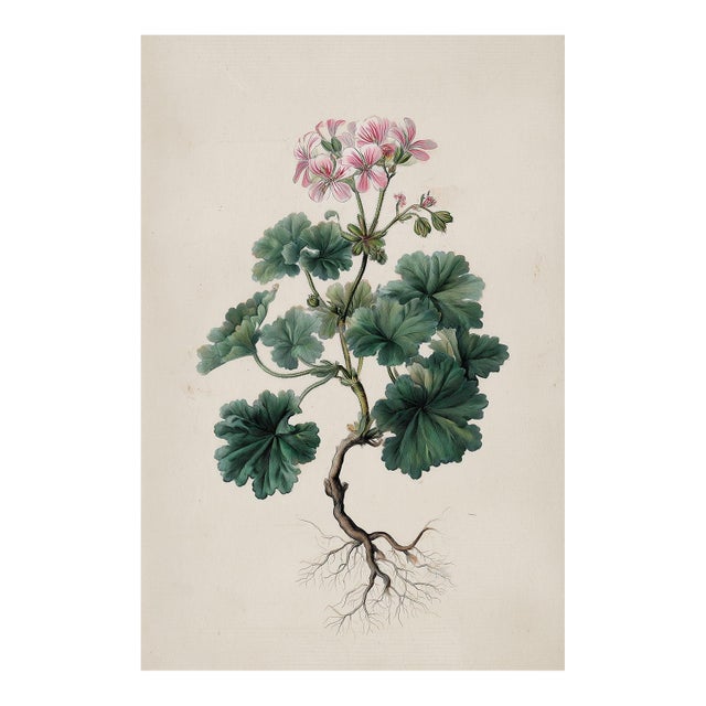 6" X 9" Antique Botanical Study of Robert's Geranium With Root System - Fine Art Print For Sale