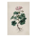 Antique Botanical Print of Robert's Geranium With Root System | Herbarium Flower Study | Natural History Fine Art Print For Sale