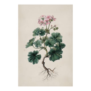 Antique Botanical Print of Robert's Geranium With Root System | Herbarium Flower Study | Natural History Fine Art Print For Sale