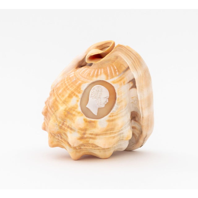 Victorian Cameo Carved Conch Shell, 19th century. 3.5" H x 5.25" W x 3.75" D. Provenance: From a 390 West End Avenue Estate.