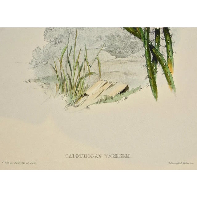 Yarrell's Wood-Star Hummingbirds: A 19th Century Hand-Colored Gould Lithograph, 1850 For Sale In San Francisco - Image 6 of 12