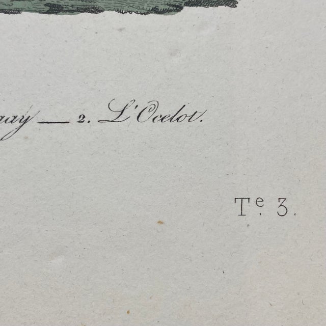 French Antique 18th Century "Le Margay" Animal Engraving Hand Colored Signed Artwork For Sale In Portland, ME - Image 6 of 8