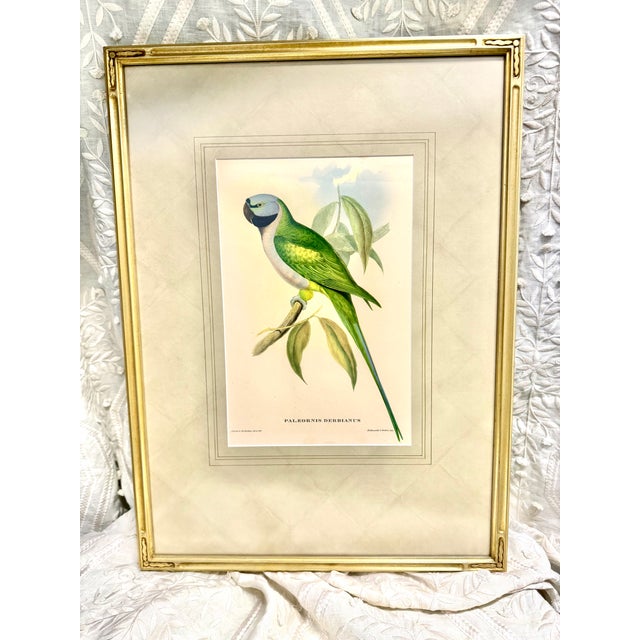 I believe this to be an Original nineteenth-century hand-colored lithograph by celebrated British ornithologist and...