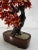 Vintage Chinese Polished Glass Leaves on Bonsai Tree For Sale - Image 4 of 11