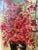 Helen Botway Bougainvillea in a Dark Urn Oil on Board Painting, Signed 1960's 1960's For Sale - Image 10 of 11