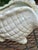 Ceramic Vintage White Ceramic Conch Shell Planter For Sale - Image 7 of 10