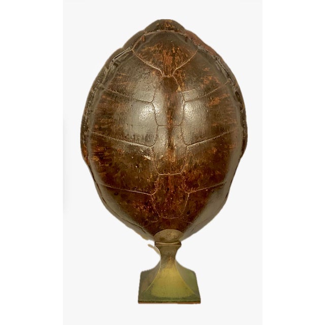 Contemporary Monumental Natural Antique Turtle Carapace Shell Lamp For Sale - Image 3 of 15
