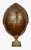Contemporary Monumental Natural Antique Turtle Carapace Shell Lamp For Sale - Image 3 of 15