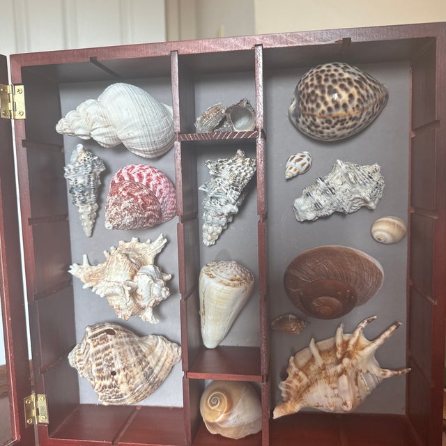Bring the beauty of the ocean into your home with this gorgeous wooden shadow box display case. Featuring a rich, warm...