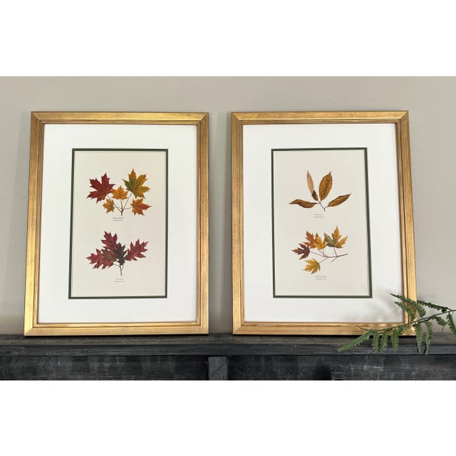 This beautiful set of 2 antique botanical Autumn tree leaf prints were published in early 20th century. These more than...