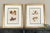 This beautiful set of 2 antique botanical Autumn tree leaf prints were published in early 20th century. These more than...