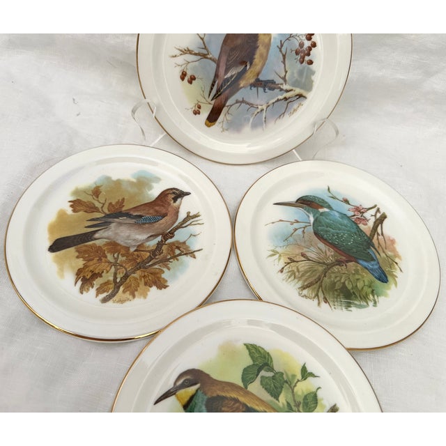 English Vintage Royal Vale Bone China Bird Plates-Set of 4 For Sale - Image 3 of 5