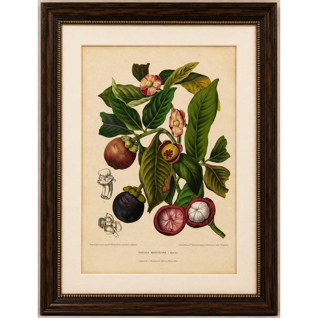 Title: Original Antique Mangosteen Botanical Chromolithograph by Hoola van Nooten 1880 : An original antique botanical...