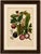 Title: Original Antique Mangosteen Botanical Chromolithograph by Hoola van Nooten 1880 : An original antique botanical...