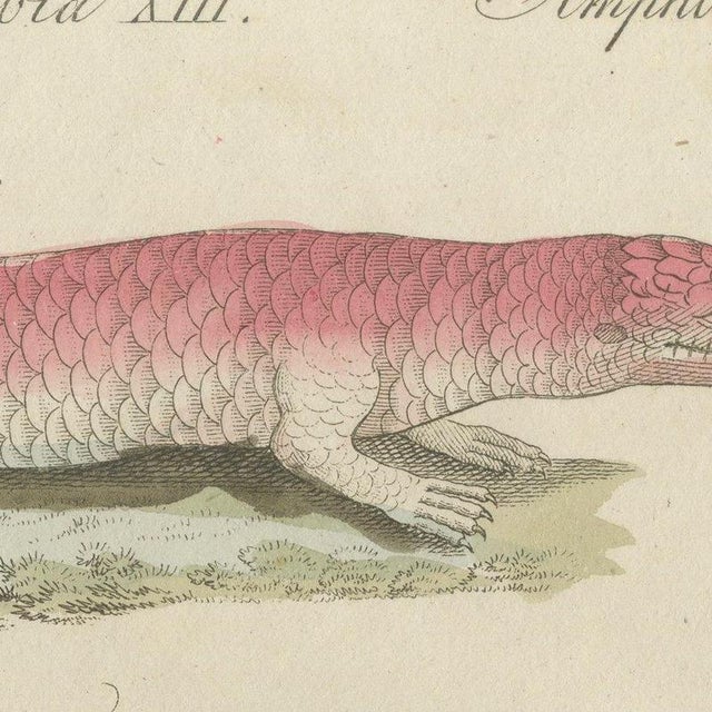 Bertuch, Skink and Grey Lizards, 1805, Print For Sale - Image 9 of 12
