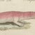 Bertuch, Skink and Grey Lizards, 1805, Print For Sale - Image 9 of 12