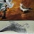 Vintage Birds Black-Headed Gull Wall Chart Picture Poster by Jung Koch Quentell For Sale - Image 4 of 7