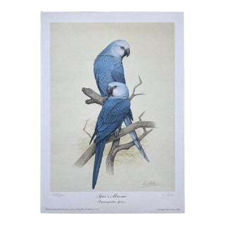 Mid-Century Modern 1988 Eric Peake Spix's Macaw Signed Limited Edition Print For Sale