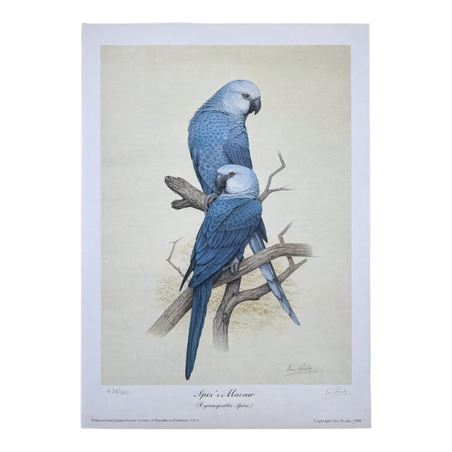 Mid-Century Modern 1988 Eric Peake Spix's Macaw Signed Limited Edition Print For Sale