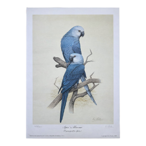 Mid-Century Modern 1988 Eric Peake Spix's Macaw Signed Limited Edition Print