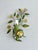 French Tole Painted Daisy Floral Wall Sconces, 1970, Set of 2 For Sale - Image 10 of 18
