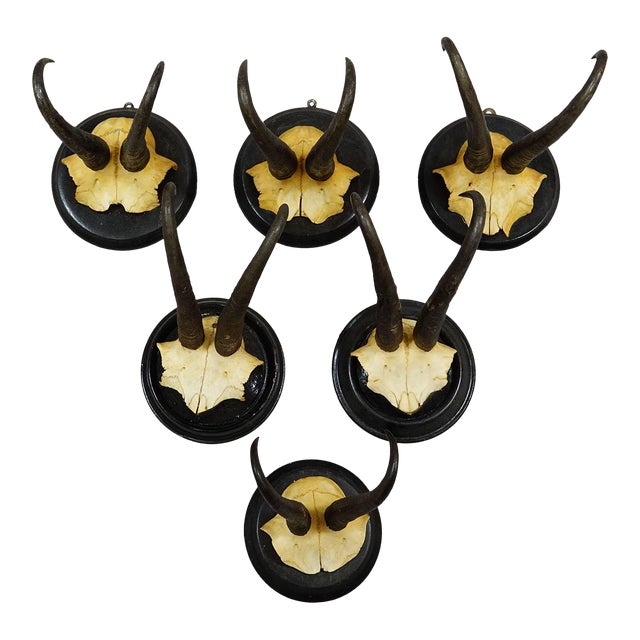 Antique Set of Six Chamois Trophies on Turned Plaques, Germany Ca. 1900 For Sale