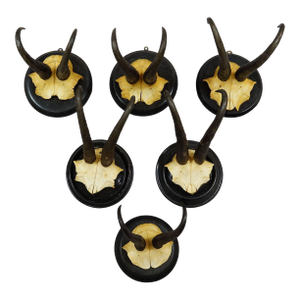Antique Set of Six Chamois Trophies on Turned Plaques, Germany Ca. 1900