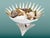 Bowl Seashells Shells For Sale - Image 14 of 14