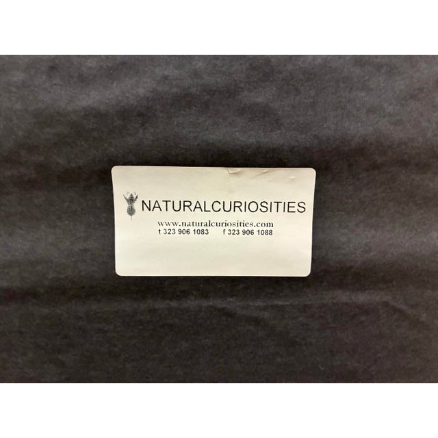 Natural Curiosities “Balefsan” Bruce’s Travels Botanical Tree Print, Framed For Sale - Image 9 of 9