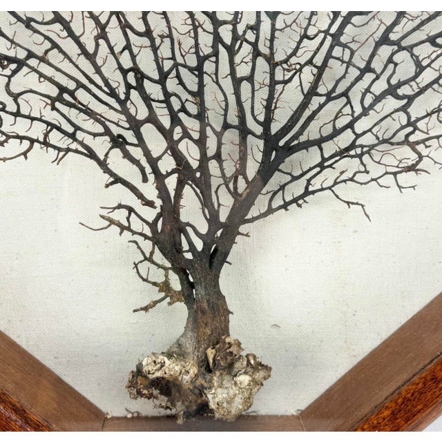 Pair of Custom Shadowbox Mounted Black Sea Fan Coral Specimens For Sale In West Palm - Image 6 of 12