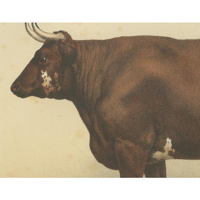 Borie, Flemish Ox, French Cattle Breed, 1863, Chromolithograph For Sale - Image 4 of 9