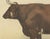 Borie, Flemish Ox, French Cattle Breed, 1863, Chromolithograph For Sale - Image 4 of 9
