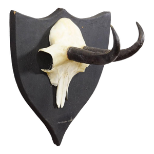 Antique Chamois Trophy on Carved Plaque, Germany Ca. 1900