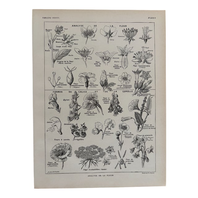 Maurice Dessertenne, Flowers, 1920s, Lithograph For Sale