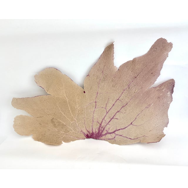 By far the largest natural Caribbean sea fan, in shades of tan and purple, this is part of a grouping I was fortunate to...