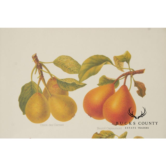 Late 20th Century Chelsea House Decorative Pair of Pear Prints For Sale - Image 5 of 12