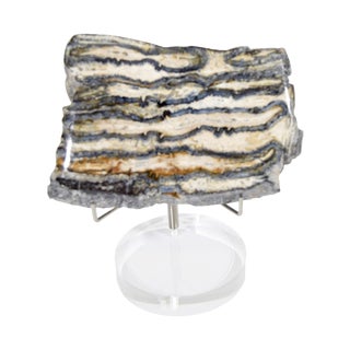 Fossilized Shark Teeth Decorative Objects - A Pair For Sale