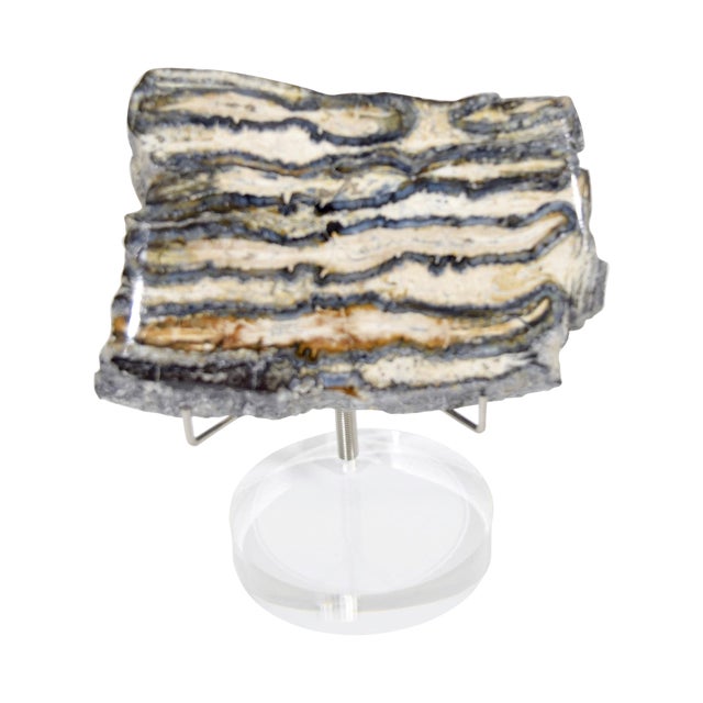 Fossilized Shark Teeth Decorative Objects - A Pair For Sale