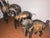 Horses, 1950s, Set of 3 For Sale - Image 4 of 8