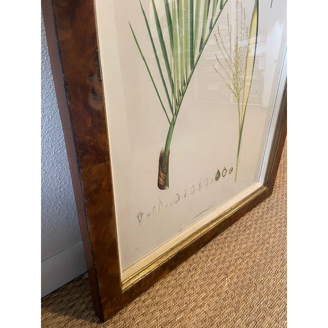 Late 20th Century Late 20th Century Botanical Print, Framed For Sale - Image 5 of 5
