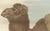 Mid 18th Century After Jacques de Sève, Bactrian Camel, 1769, Hand-Coloured Engraving For Sale - Image 5 of 9