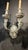 1900 Caldwell Silver Plated Sconces With Mermaid Arms 2 Lights For Sale - Image 9 of 10